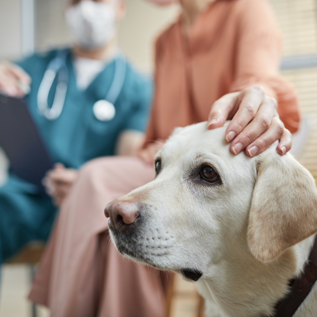 Dental-Vet-3 Exams & Consultations
